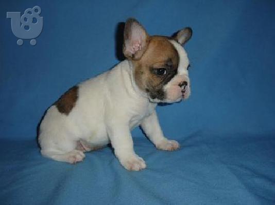 πανέμορφο όμορφος γαλλικά μπουλντόγκ κουτάβια